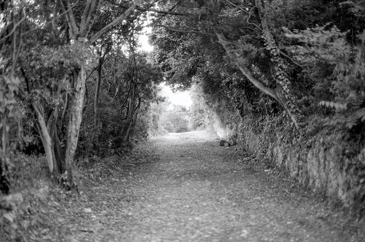 Attraversando il bosco