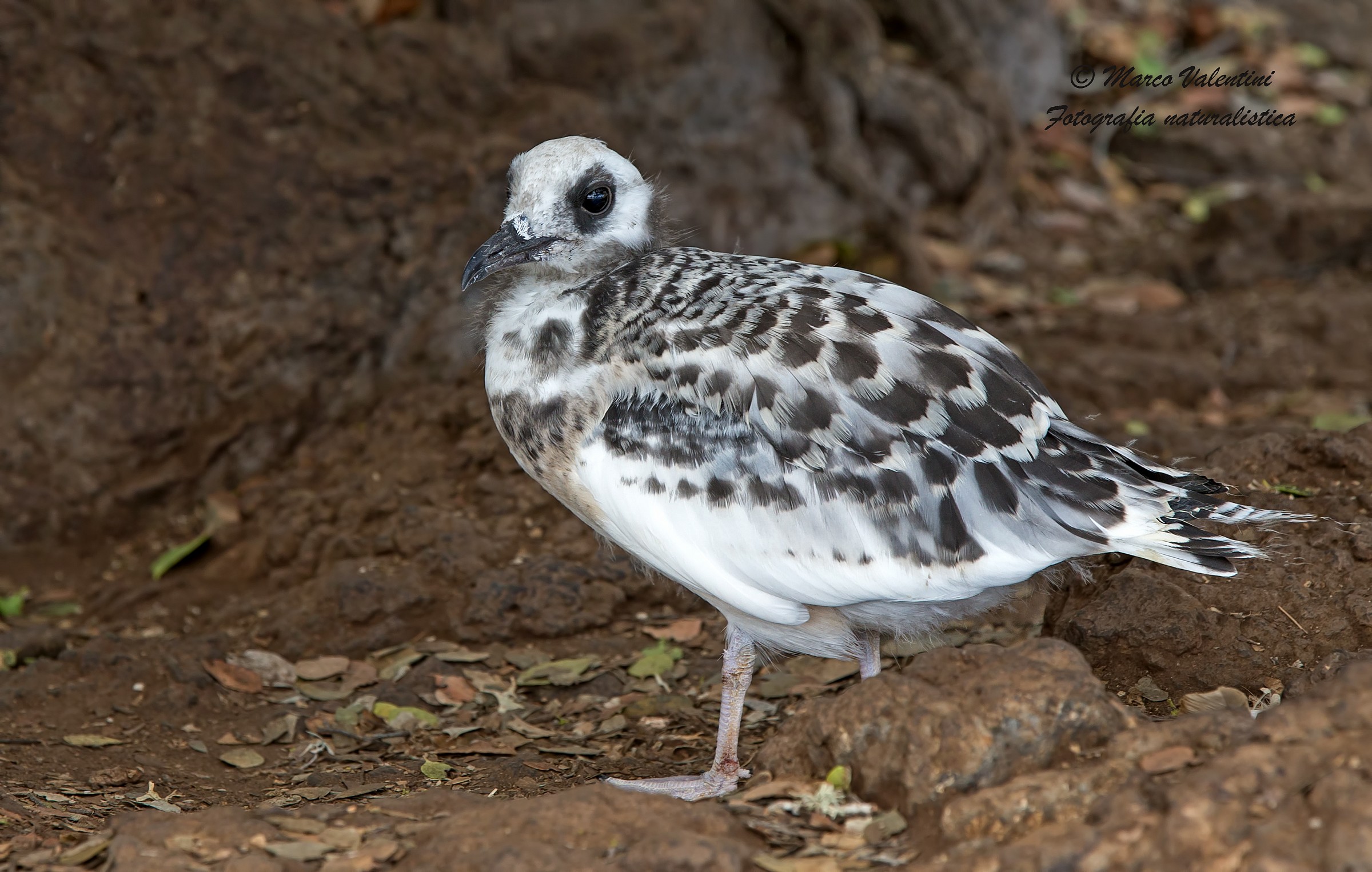 Pulcinone gull dovetail