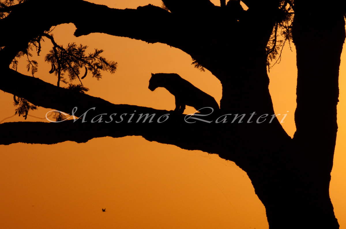 Sunset in the Seronera