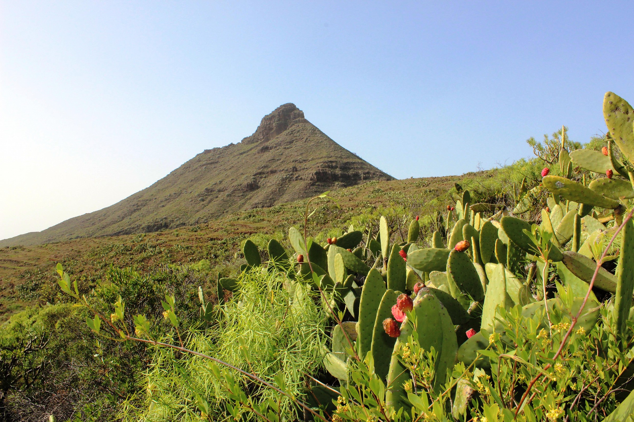 Fichi d'India a 100 mt. - Tenerife