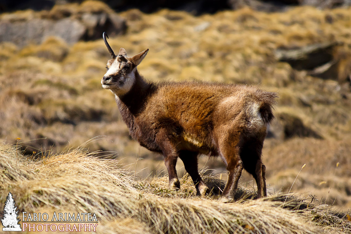 camoscio