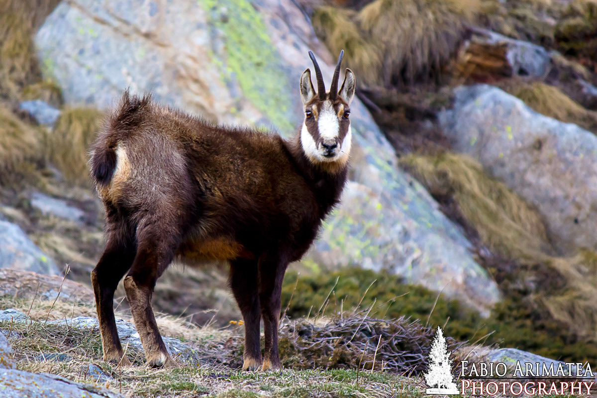 camoscio