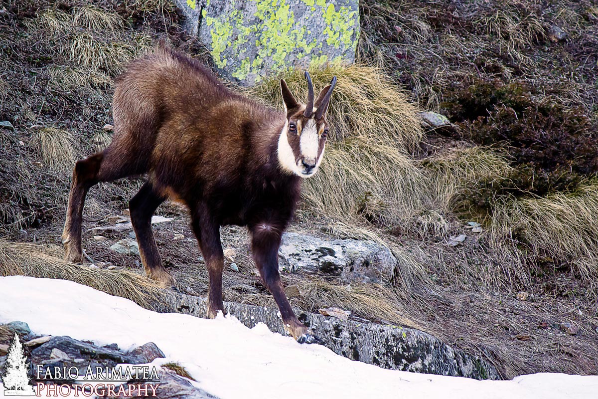 camoscio