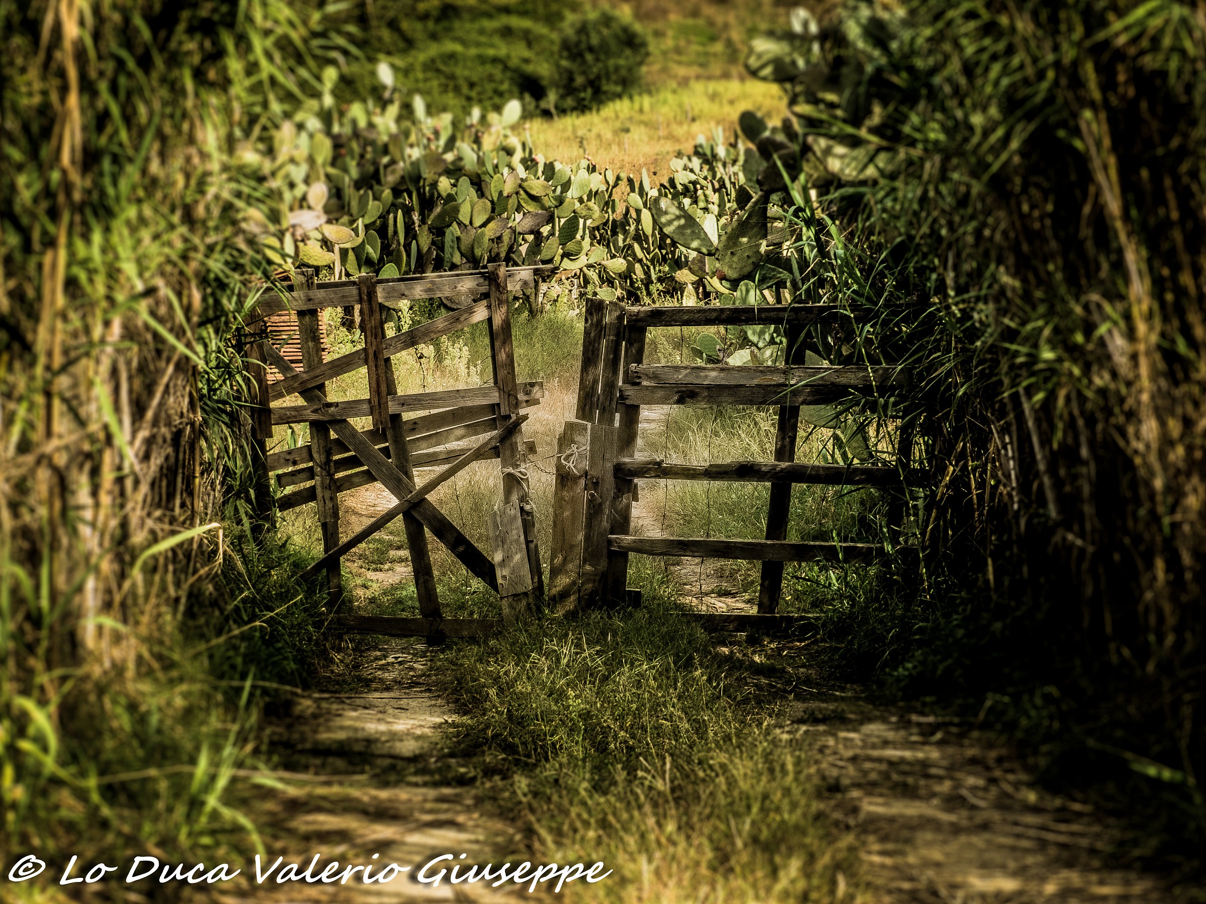 farm gate