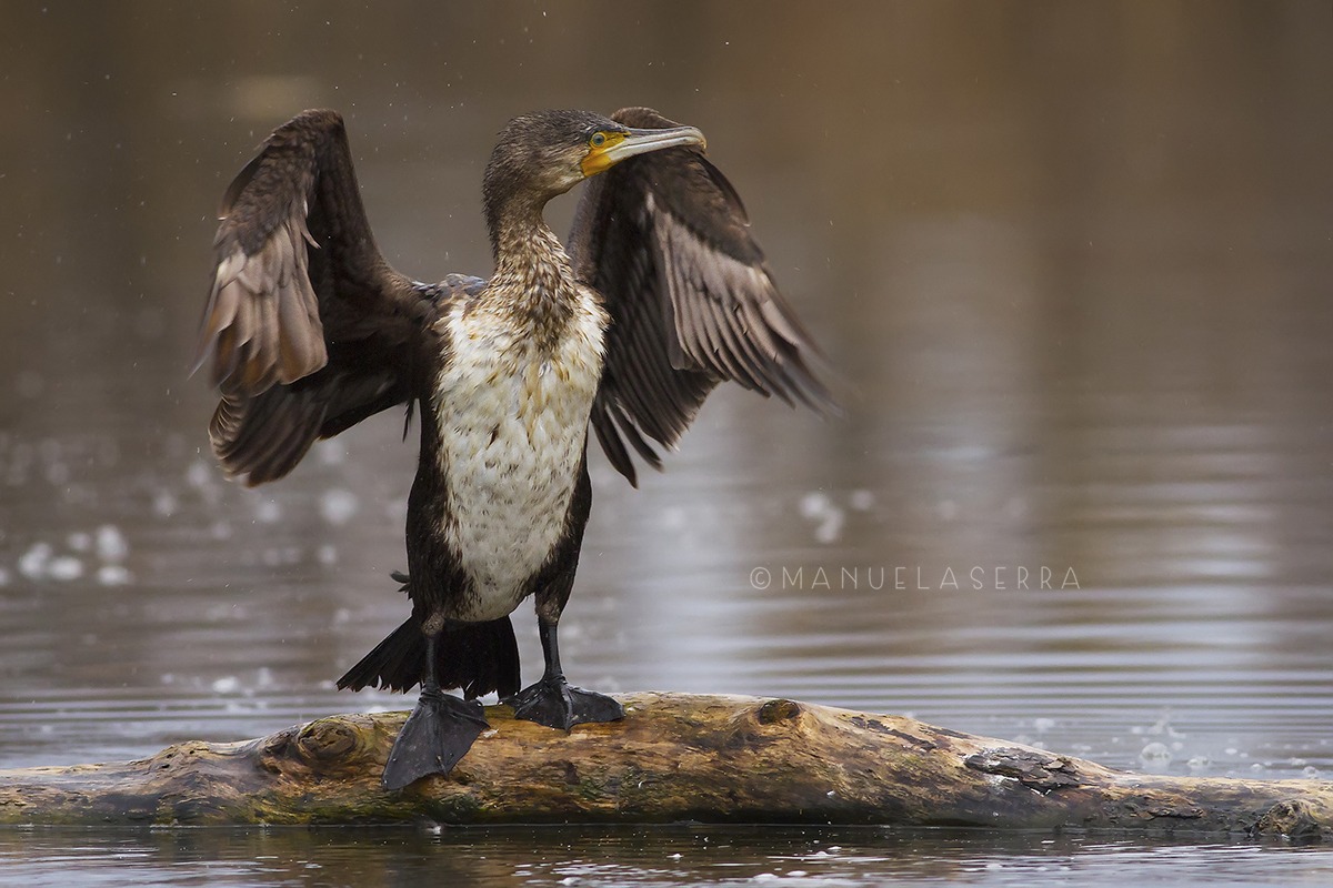 Scrollatina del cormorano