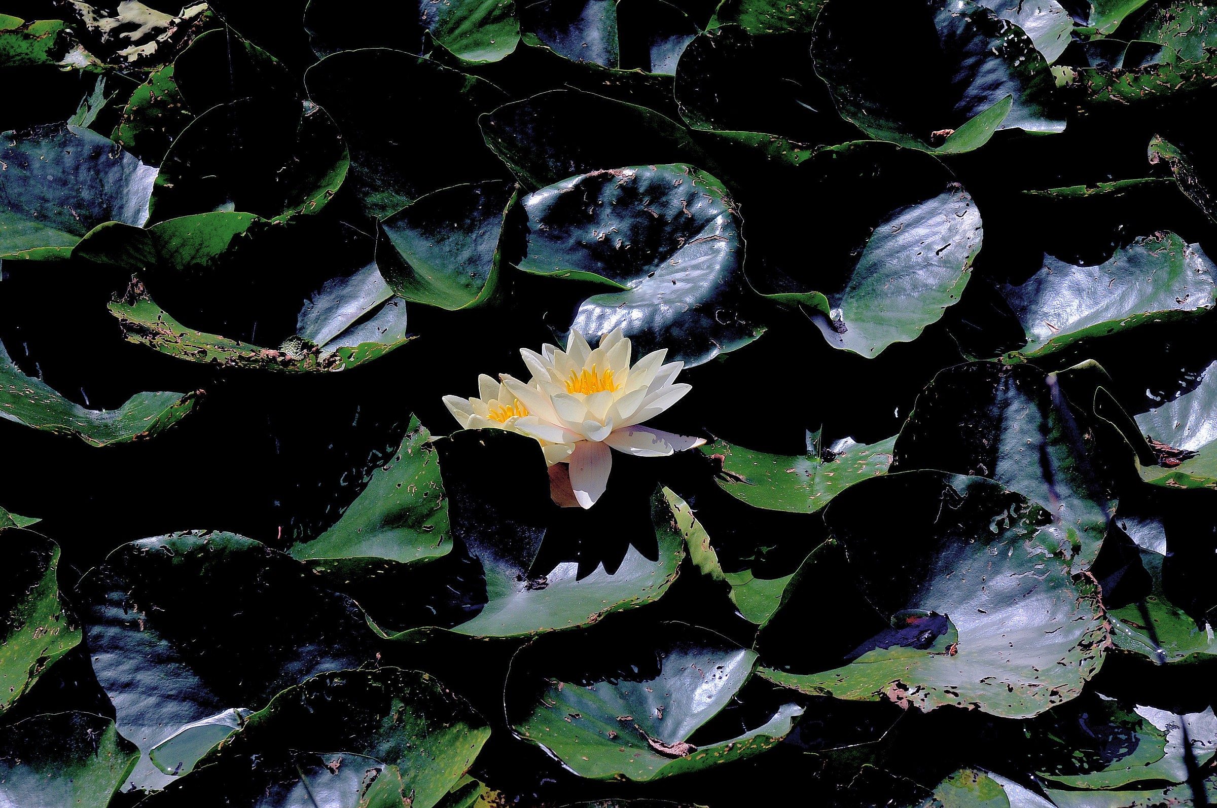 white water lily