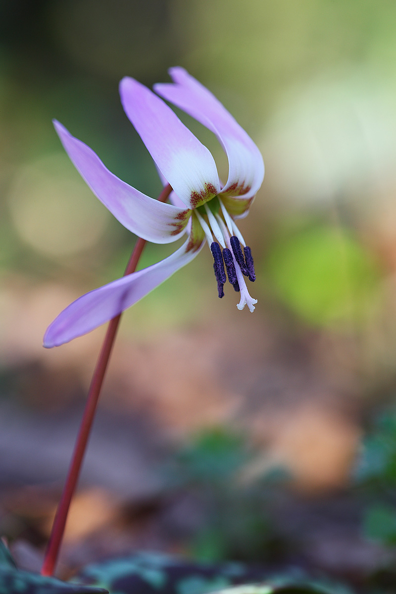 Erythronium dens-canis