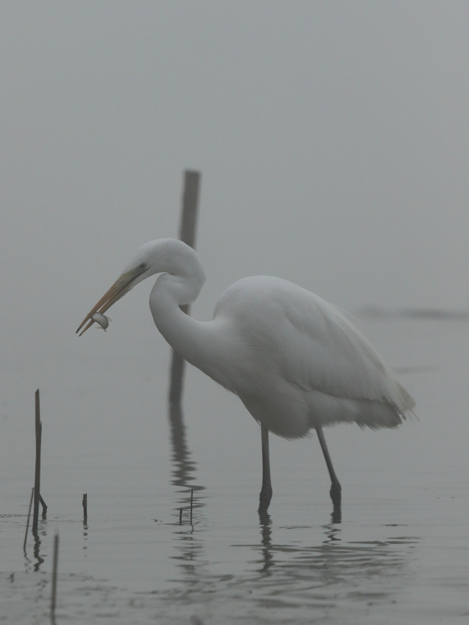 fishing in the fog