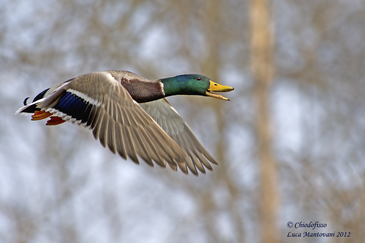 Mallard in flight