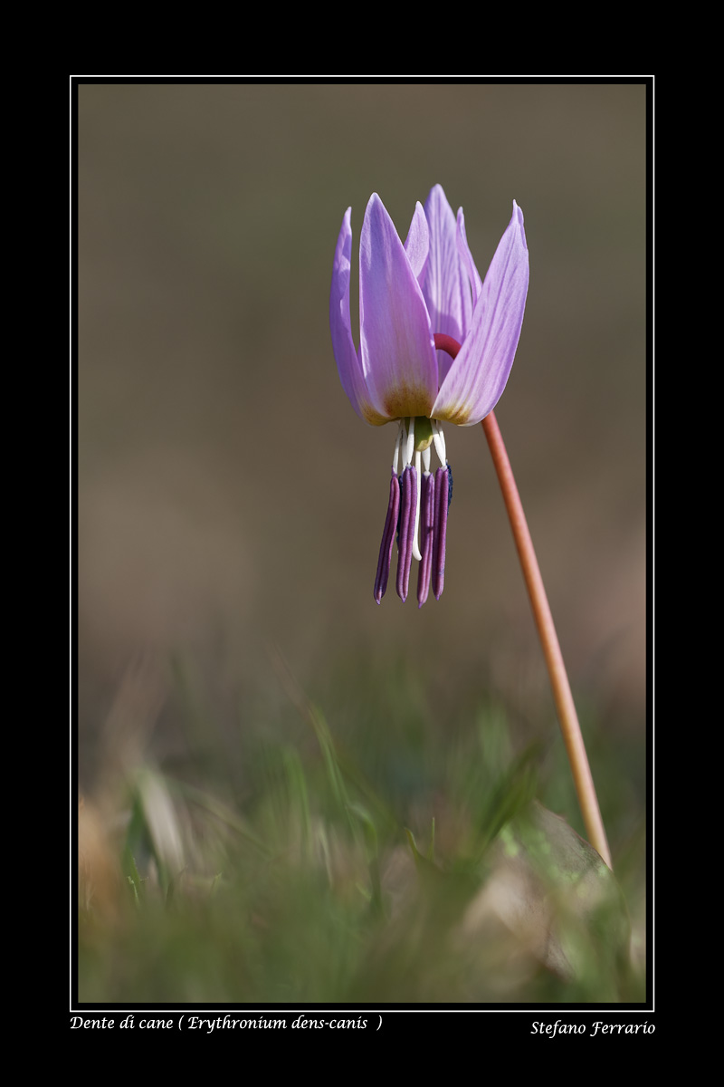 Dente di Cane Erythronium dens canis