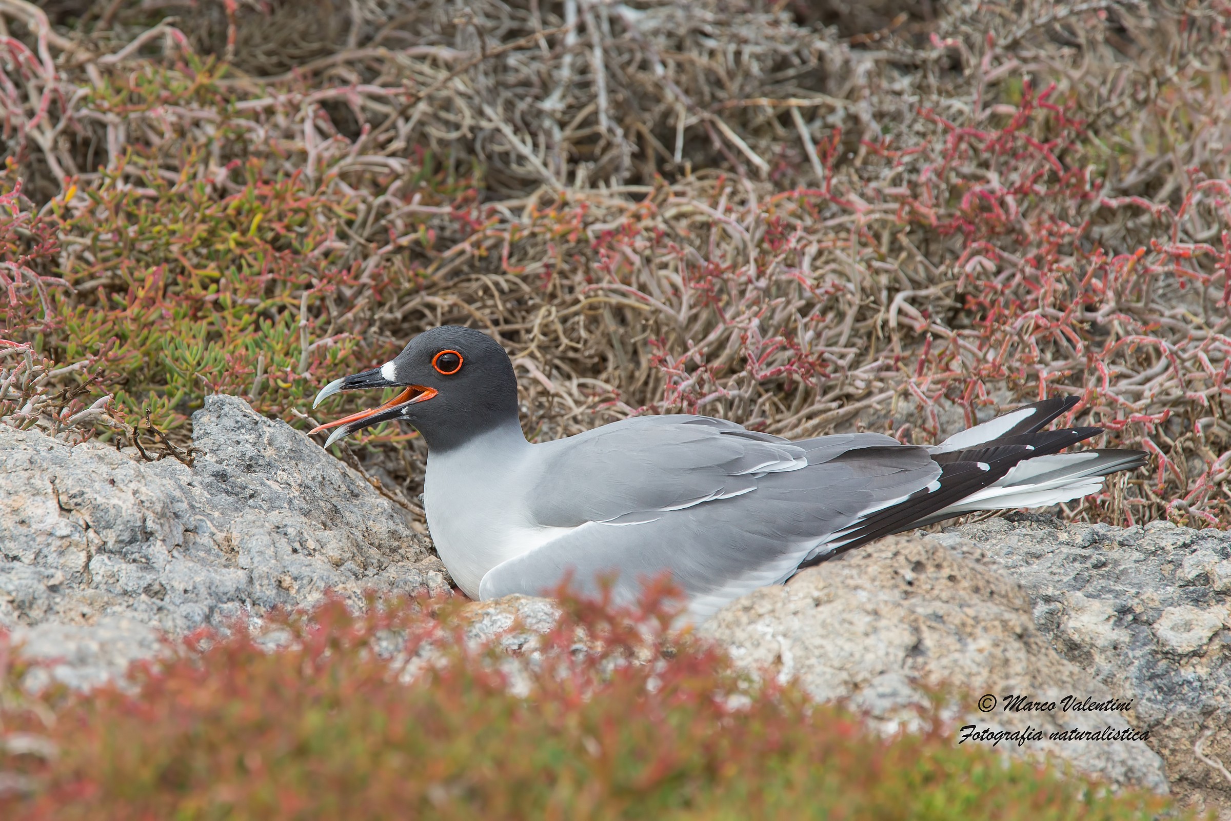 Gabbiano e portulache