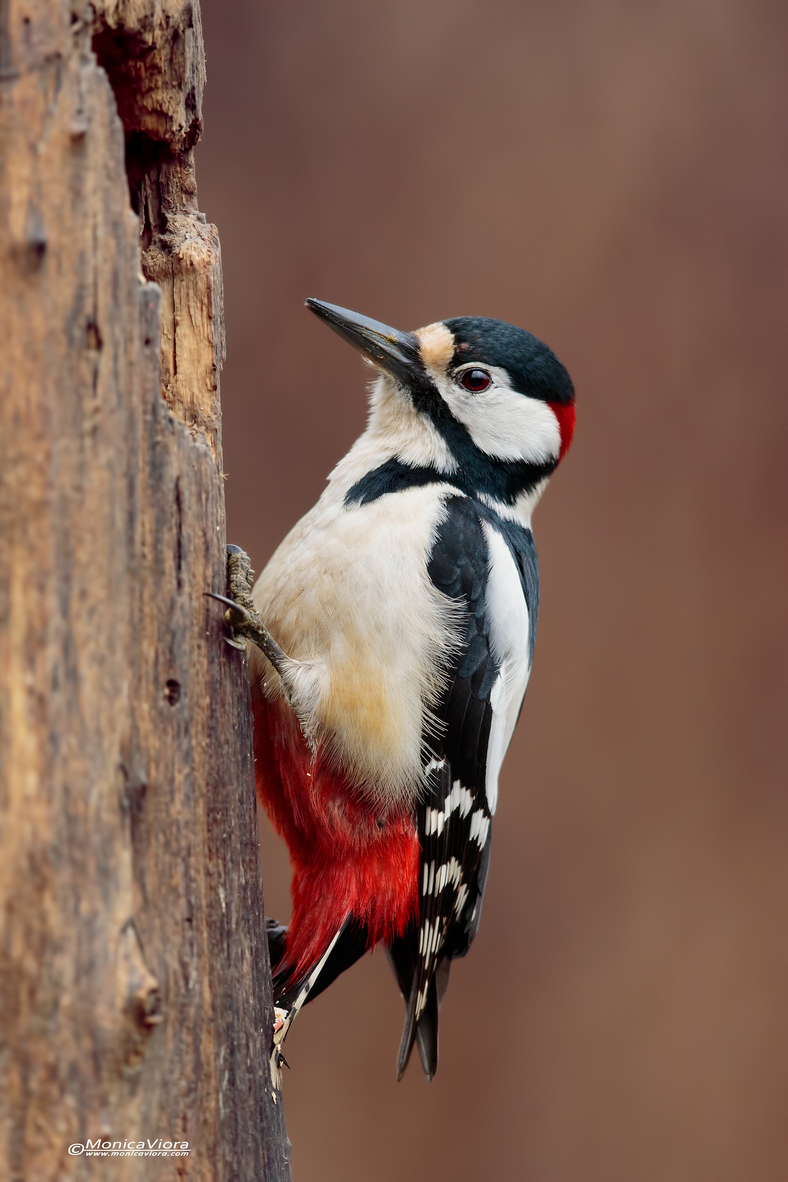 Spotted Woodpecker