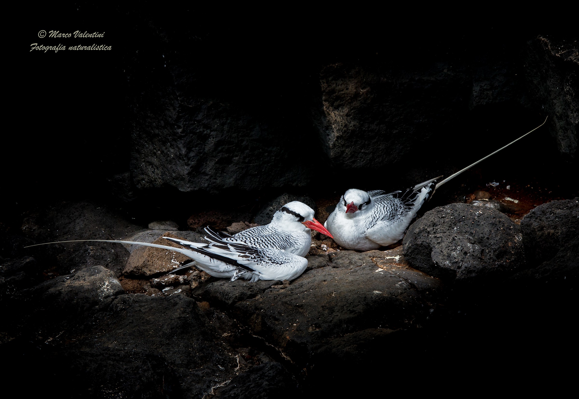Messengers of the sun