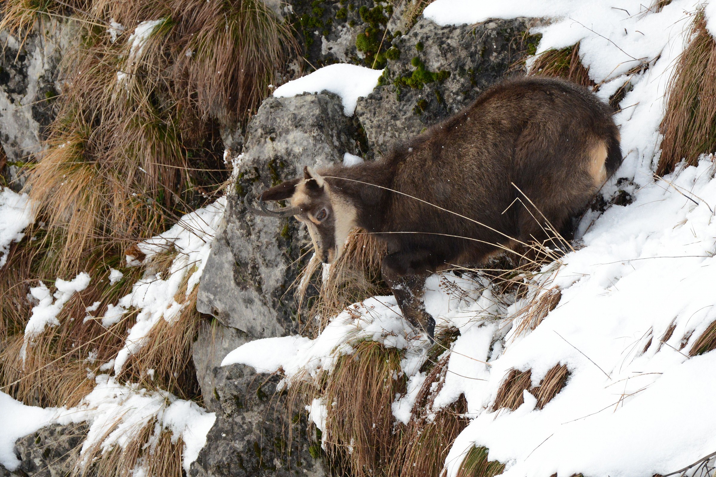 Chamois