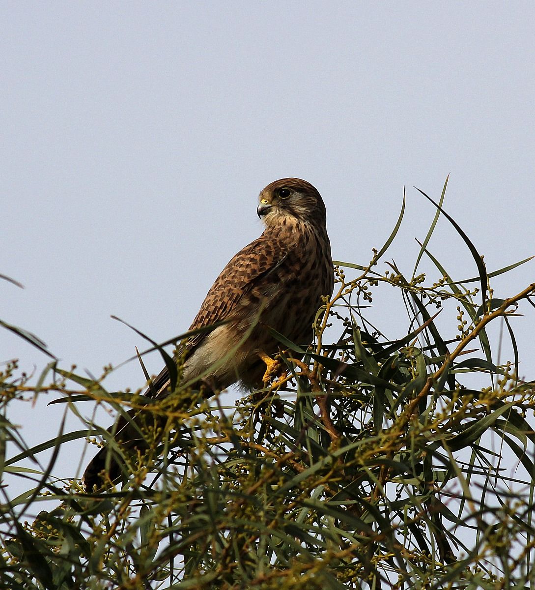 Kestrel