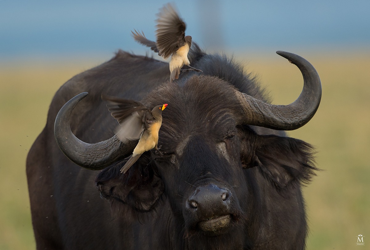 Compagni di Viaggio.