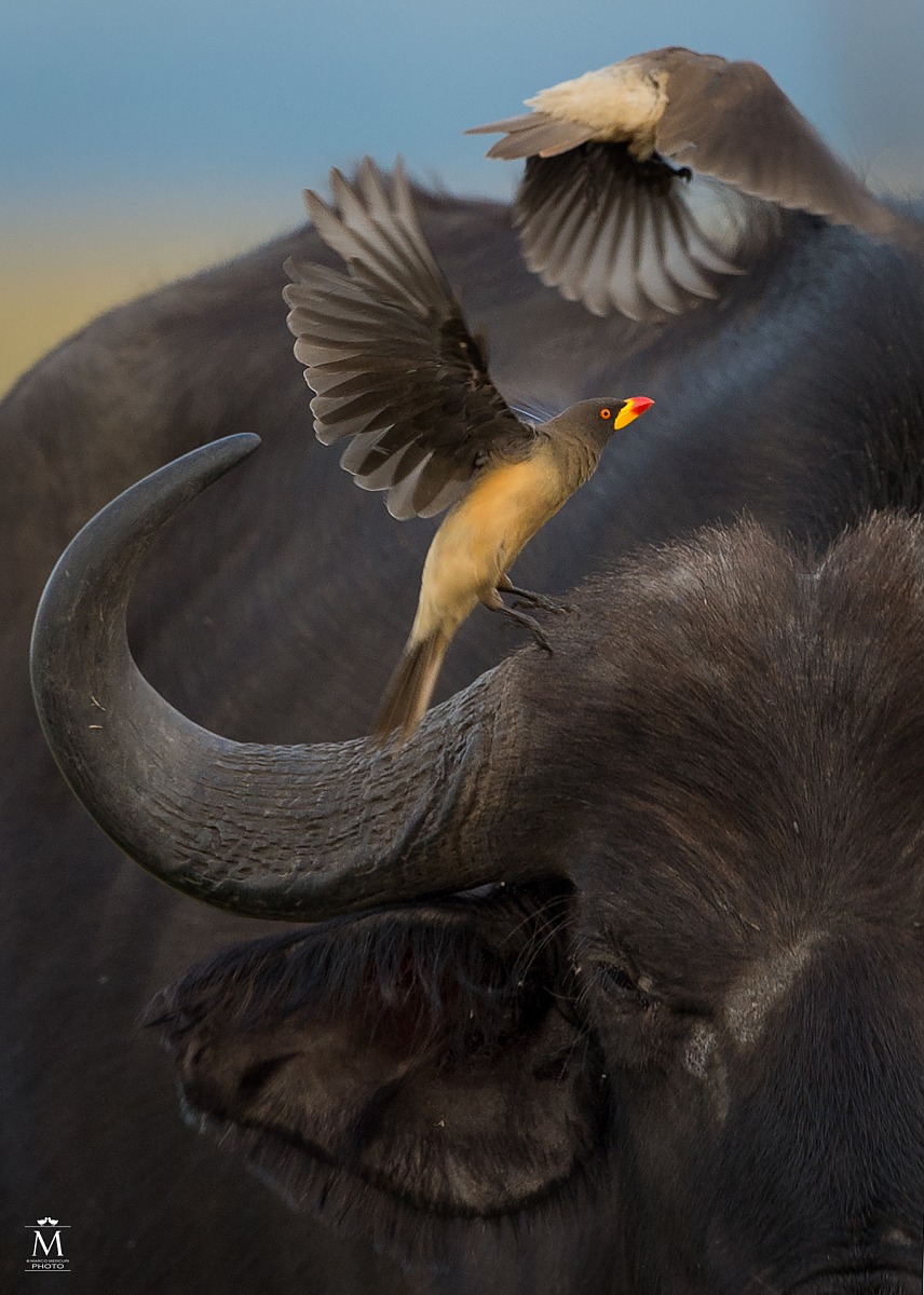 Compagni di Viaggio: Particolare.