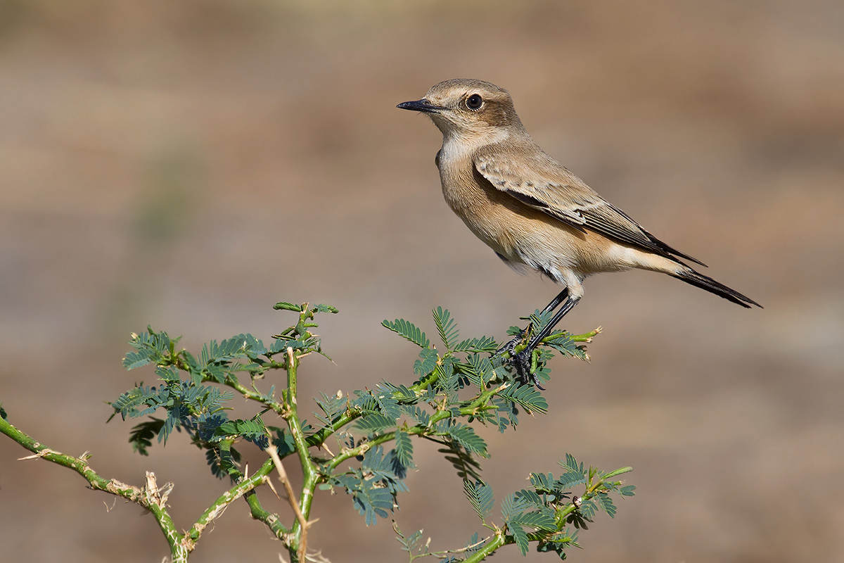 Monachella isabellina