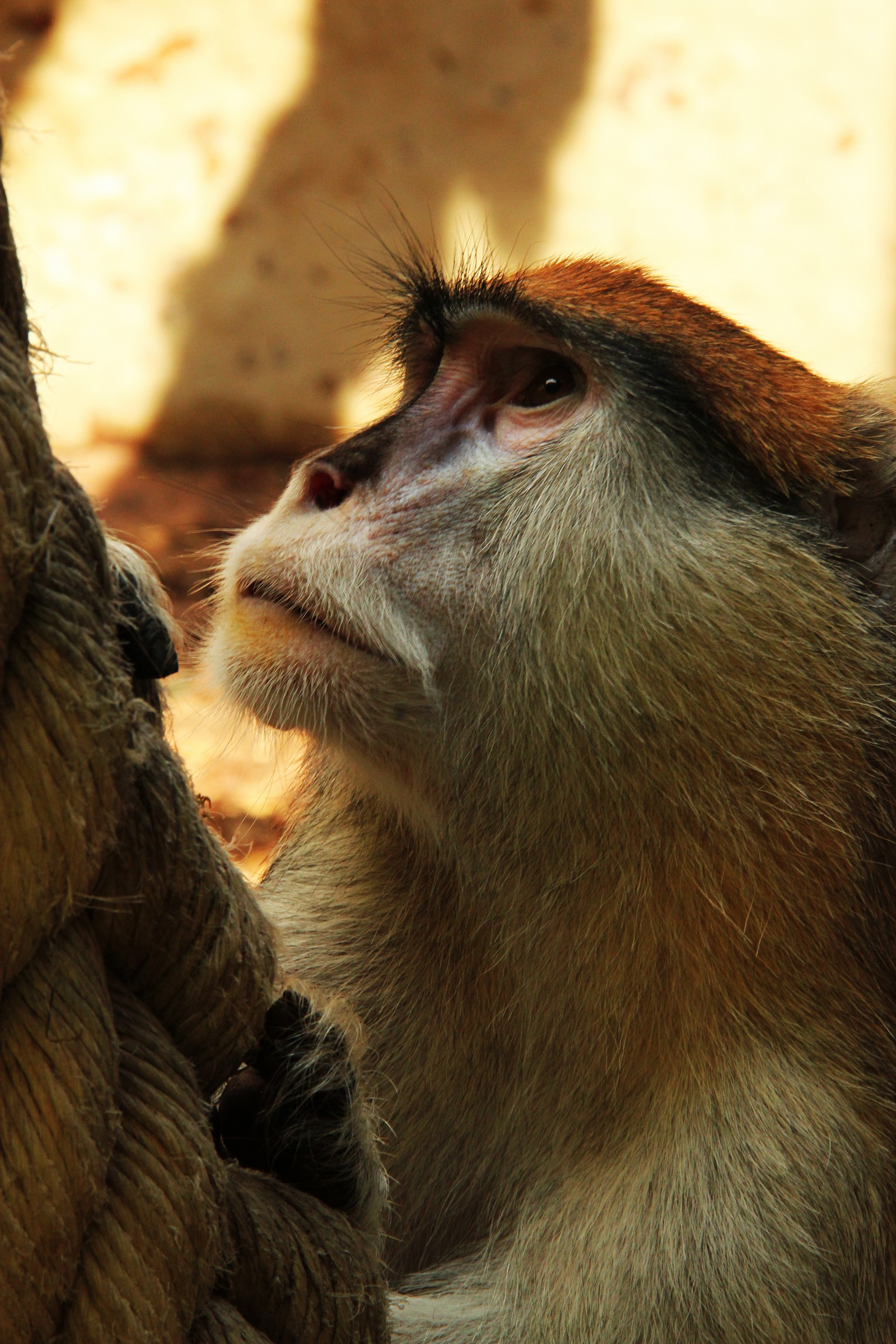 The sadness of the Zoo ...