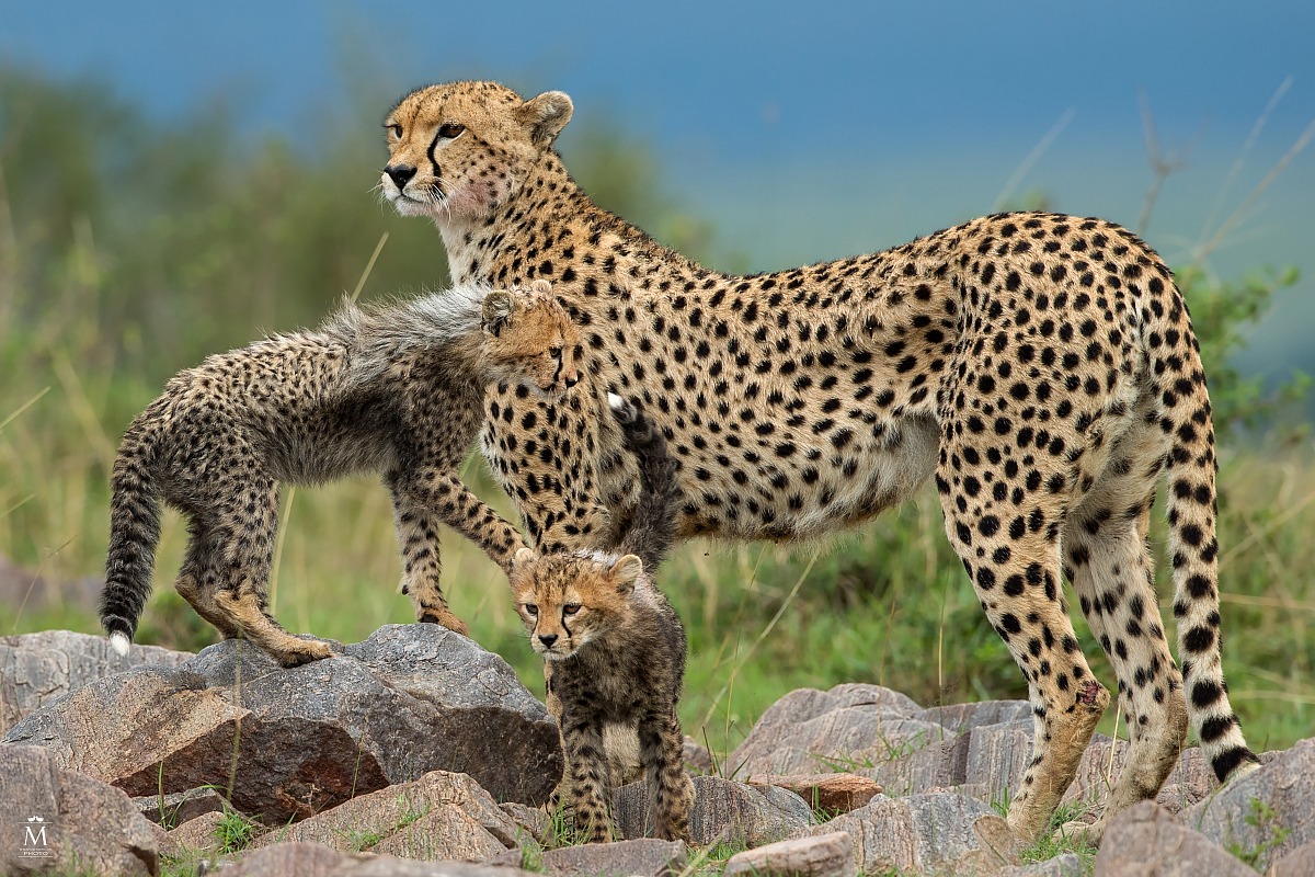 Malaika e i suoi Cuccioli.