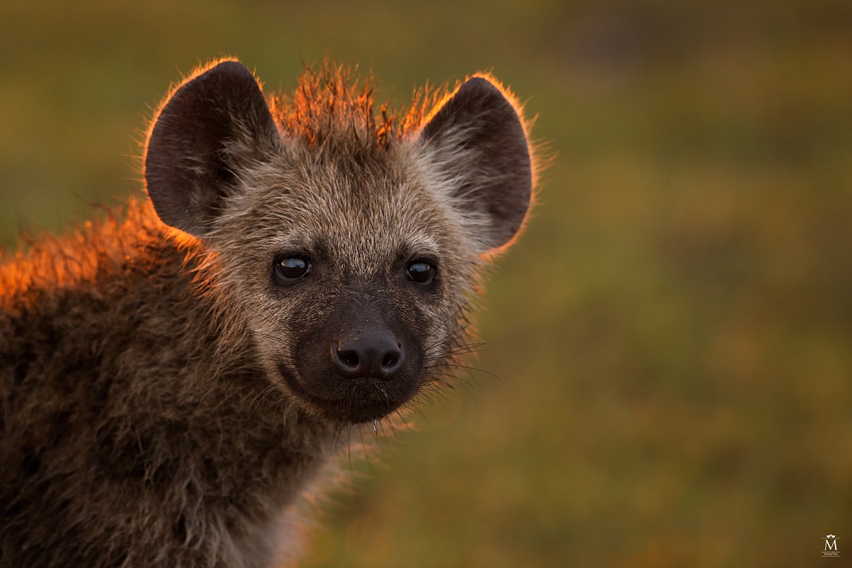 Iena: Ritratto al Tramonto