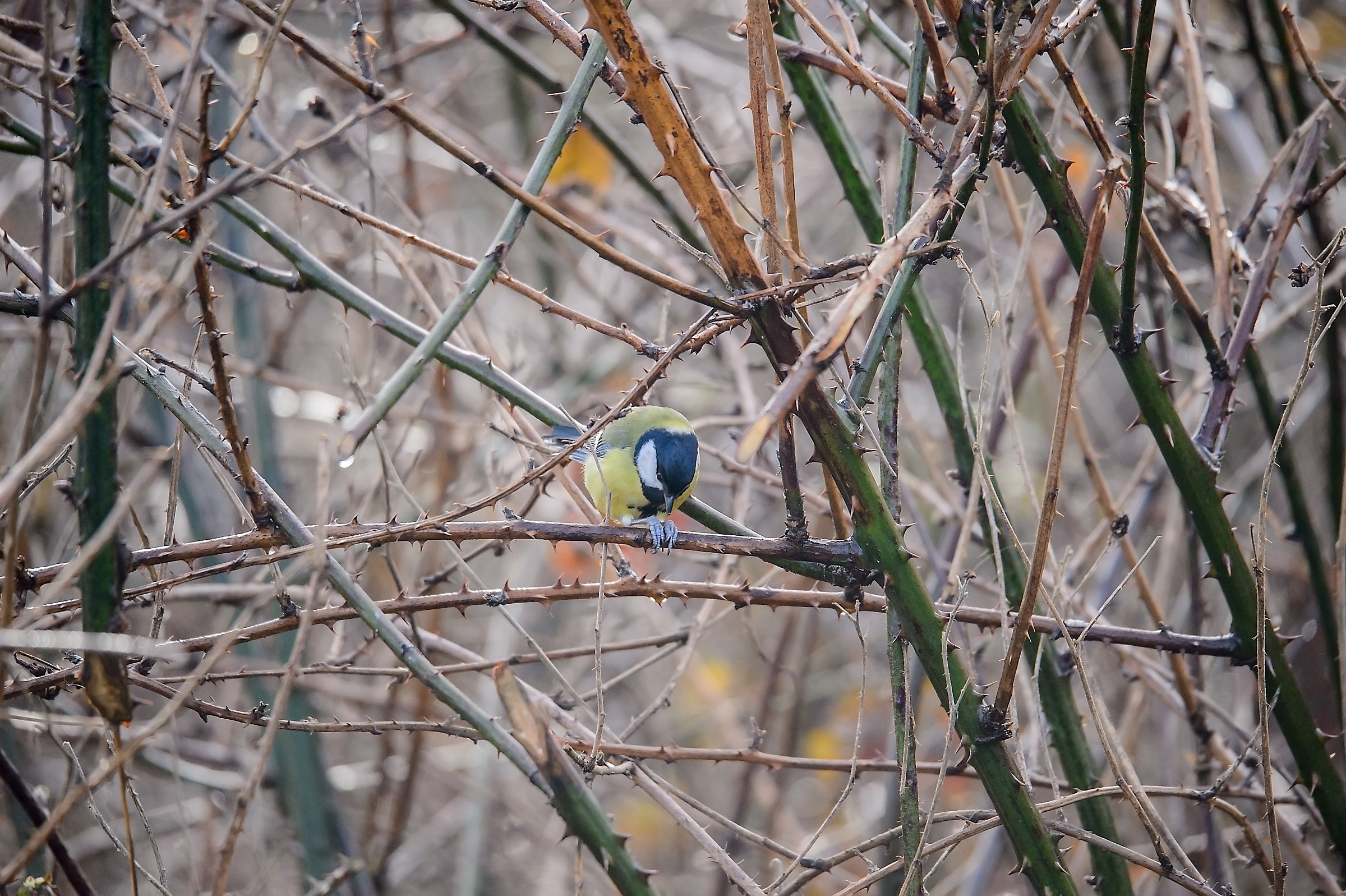 Il rosso e i suoi amici in una mattina d'inverno