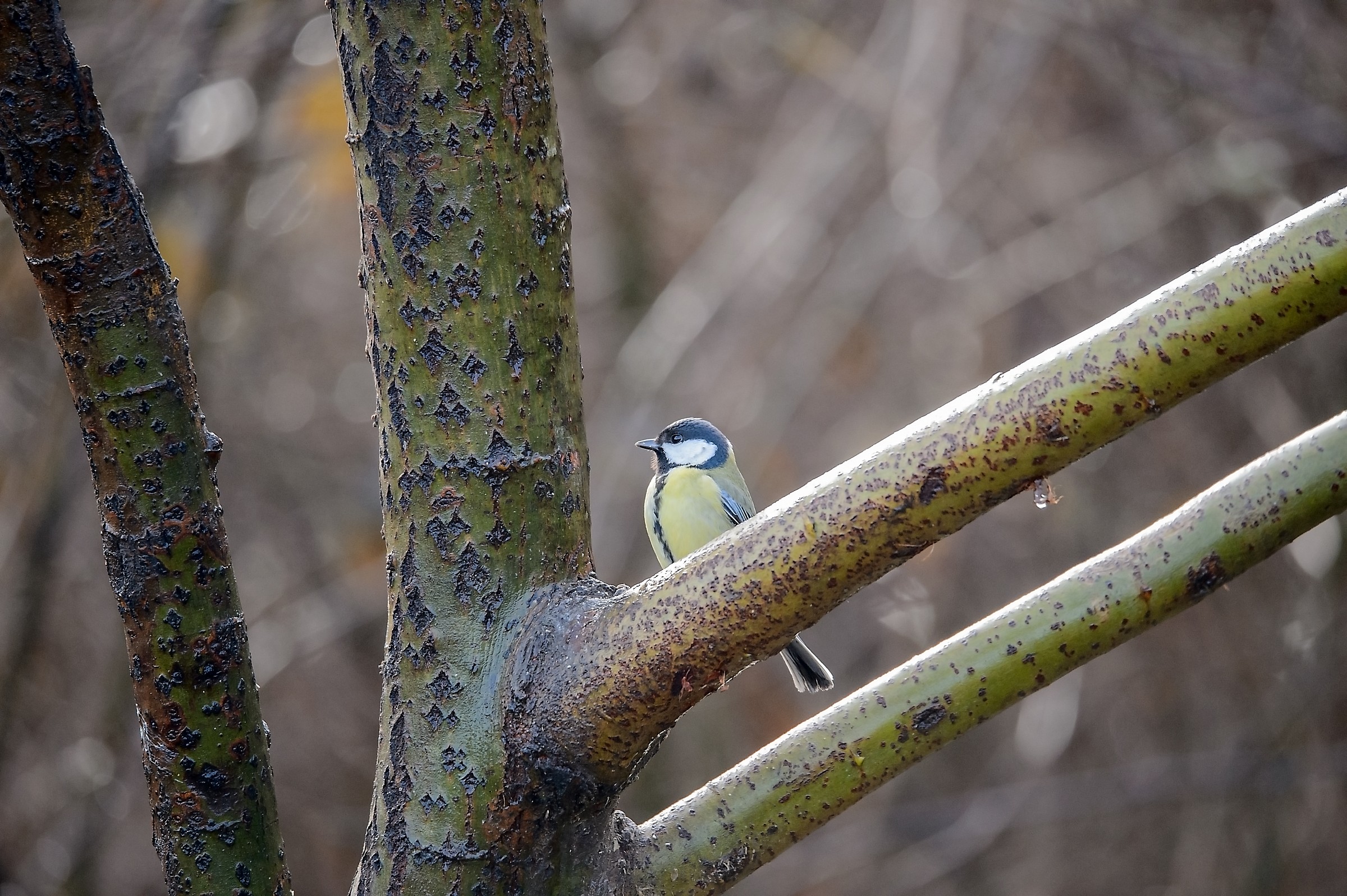 The red and her friends on a winter morning