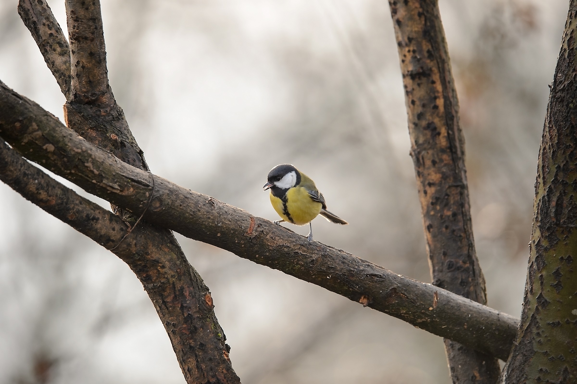 Il rosso e i suoi amici in una mattina d'inverno