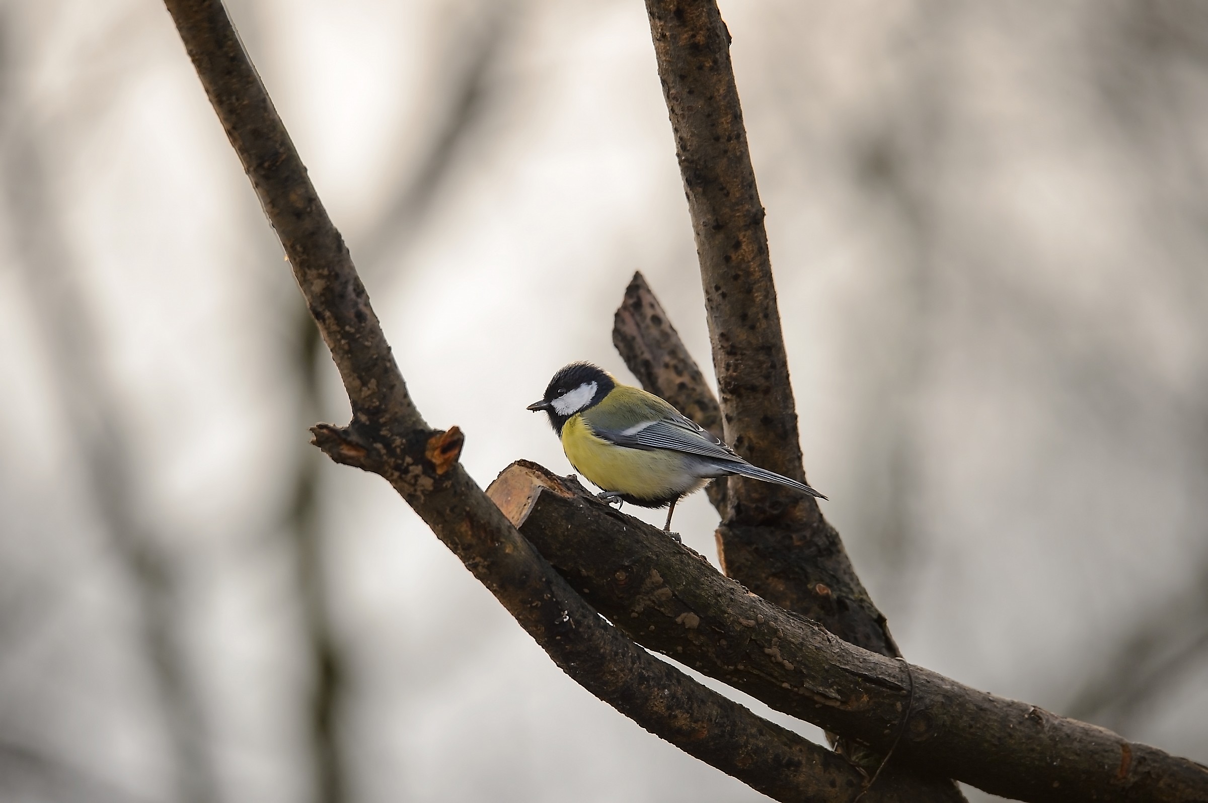 Il rosso e i suoi amici in una mattina d'inverno