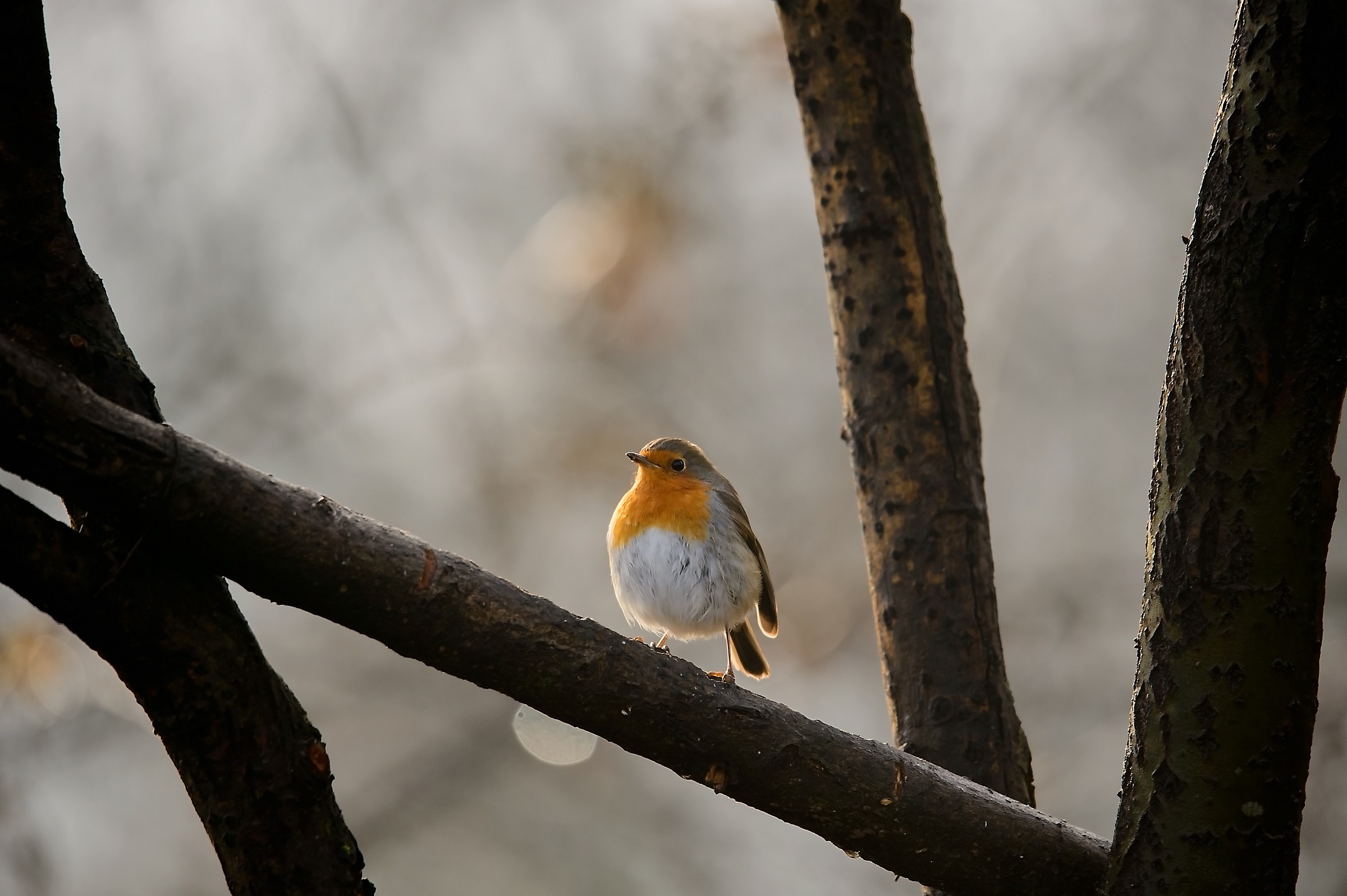 Il rosso e i suoi amici in una mattina d'inverno