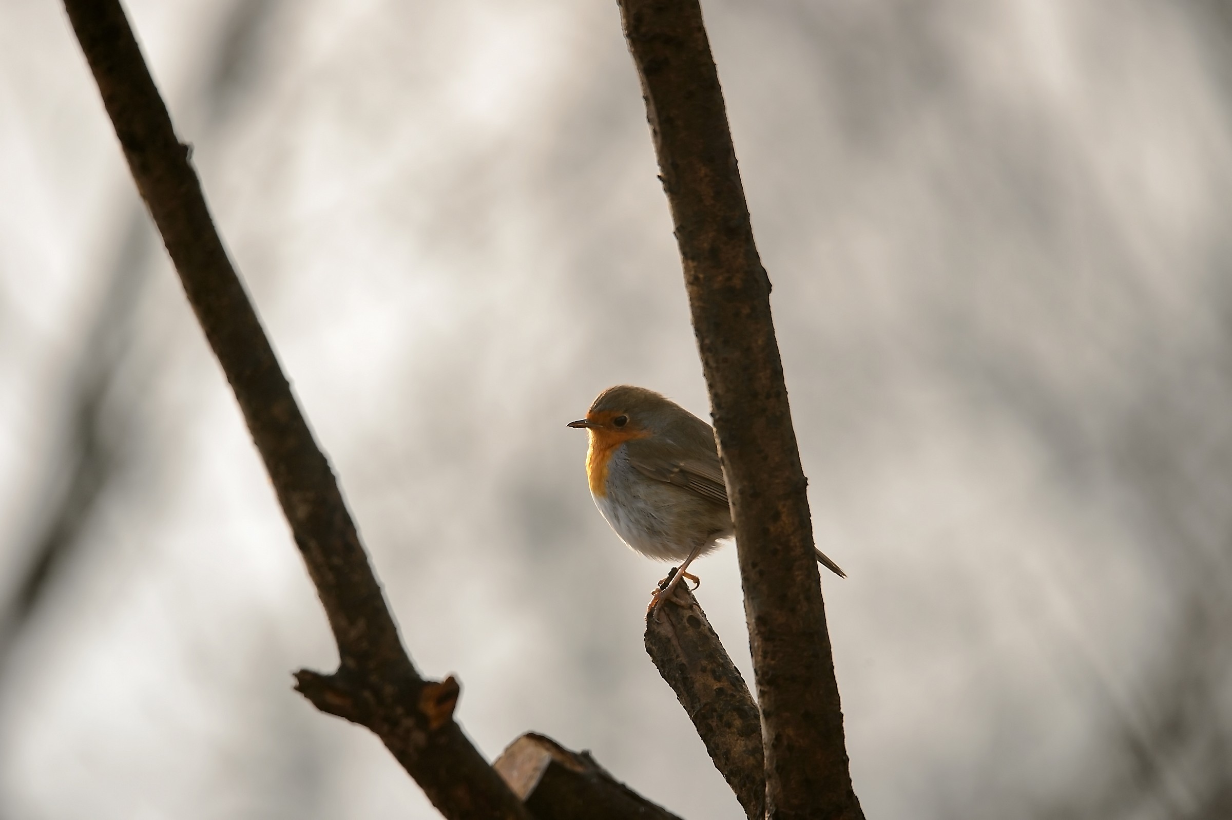 The red and her friends on a winter morning