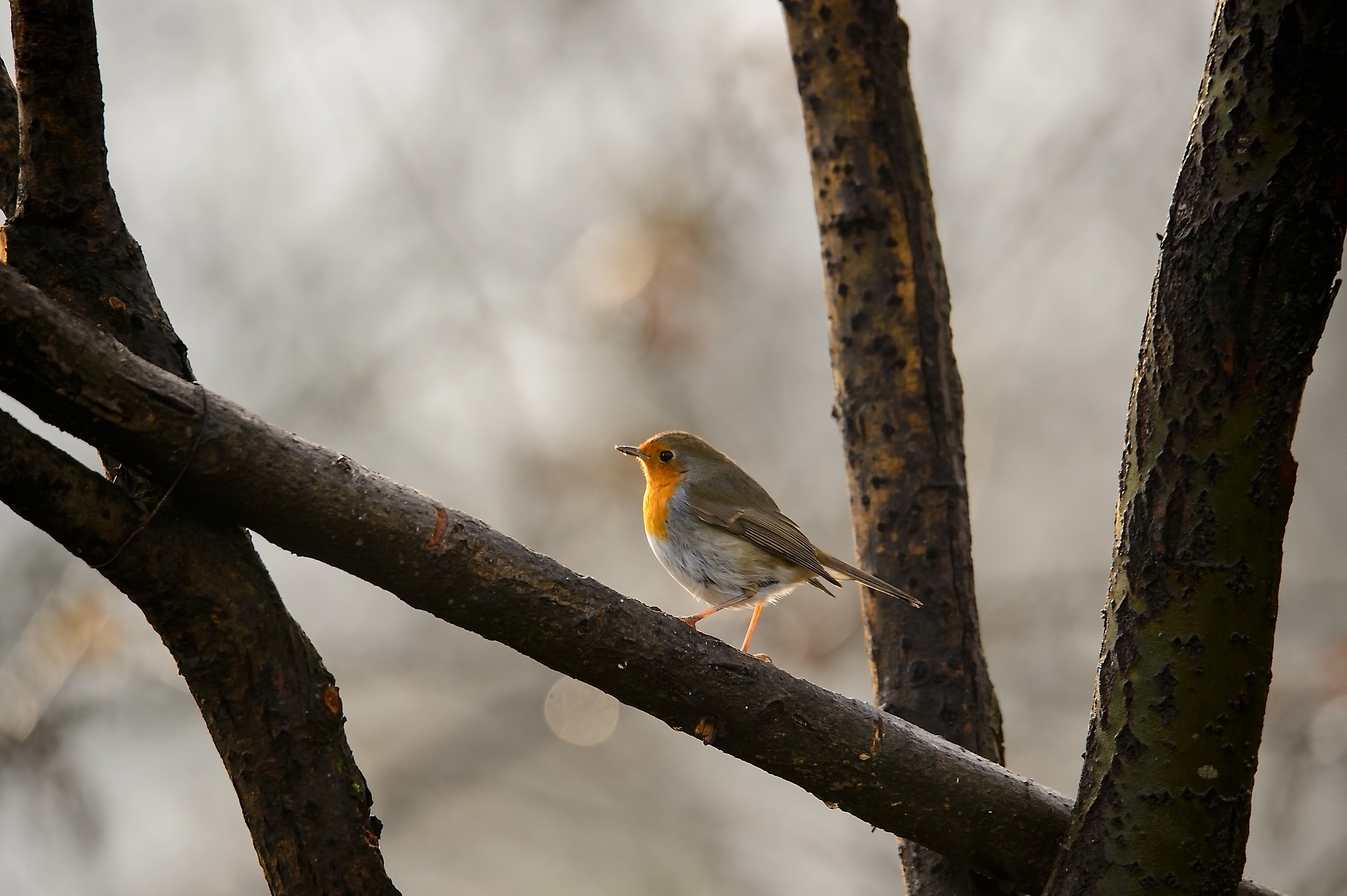 The red and her friends on a winter morning