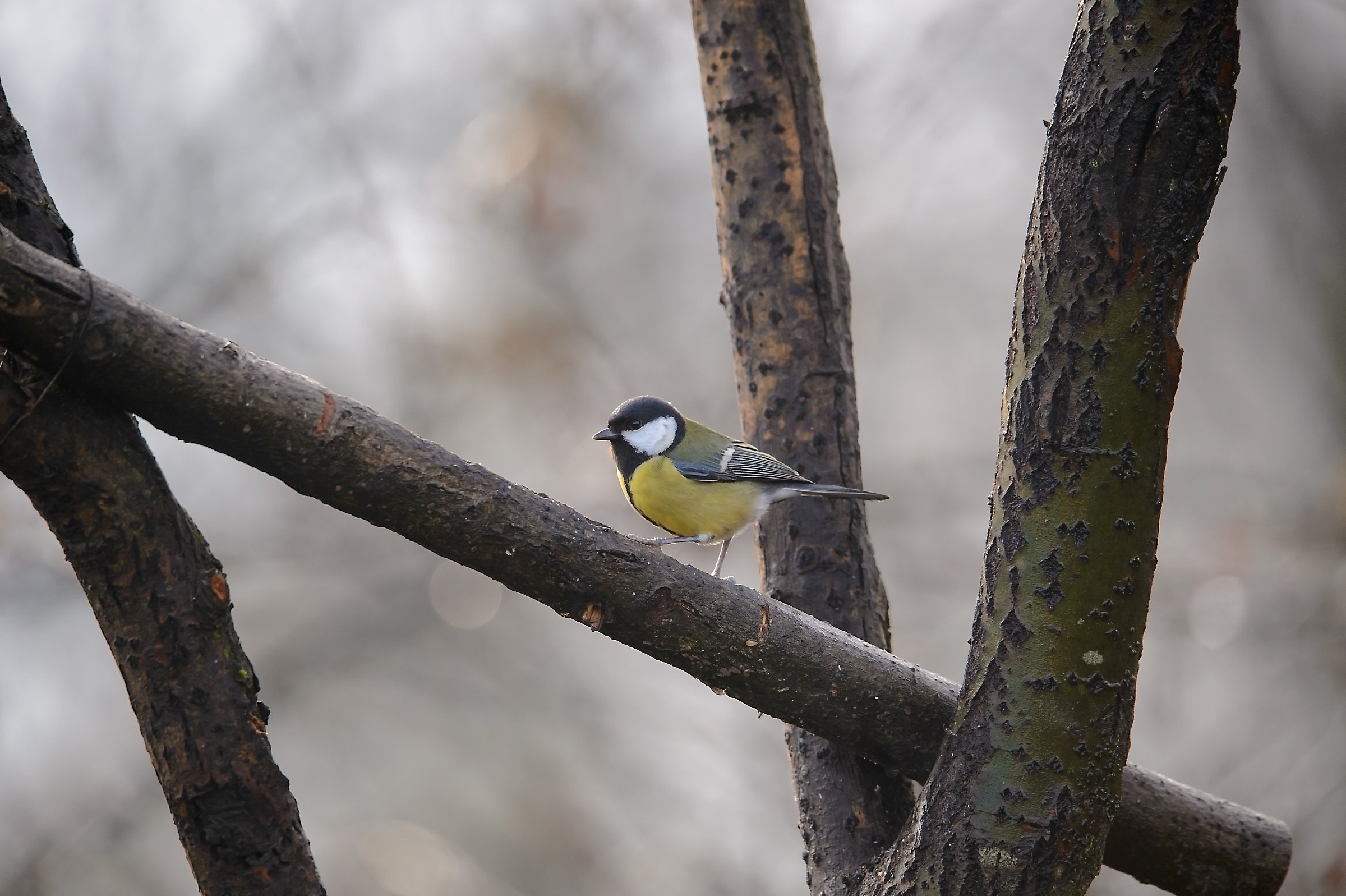 Il rosso e i suoi amici in una mattina d'inverno