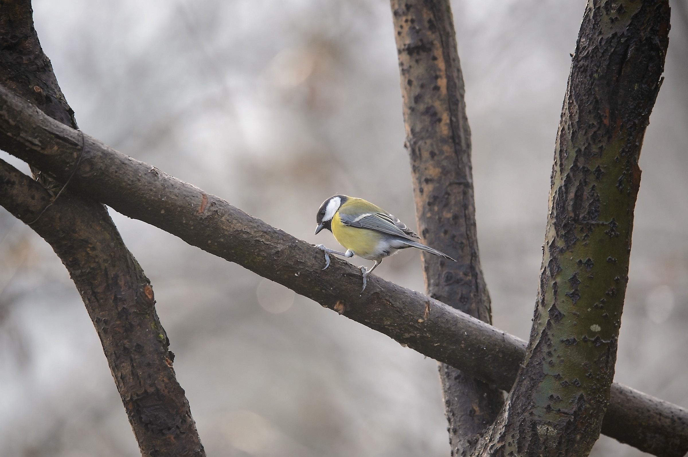Il rosso e i suoi amici in una mattina d'inverno
