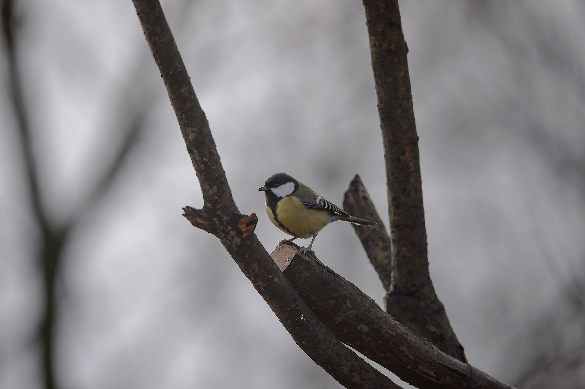 The red and her friends on a winter morning
