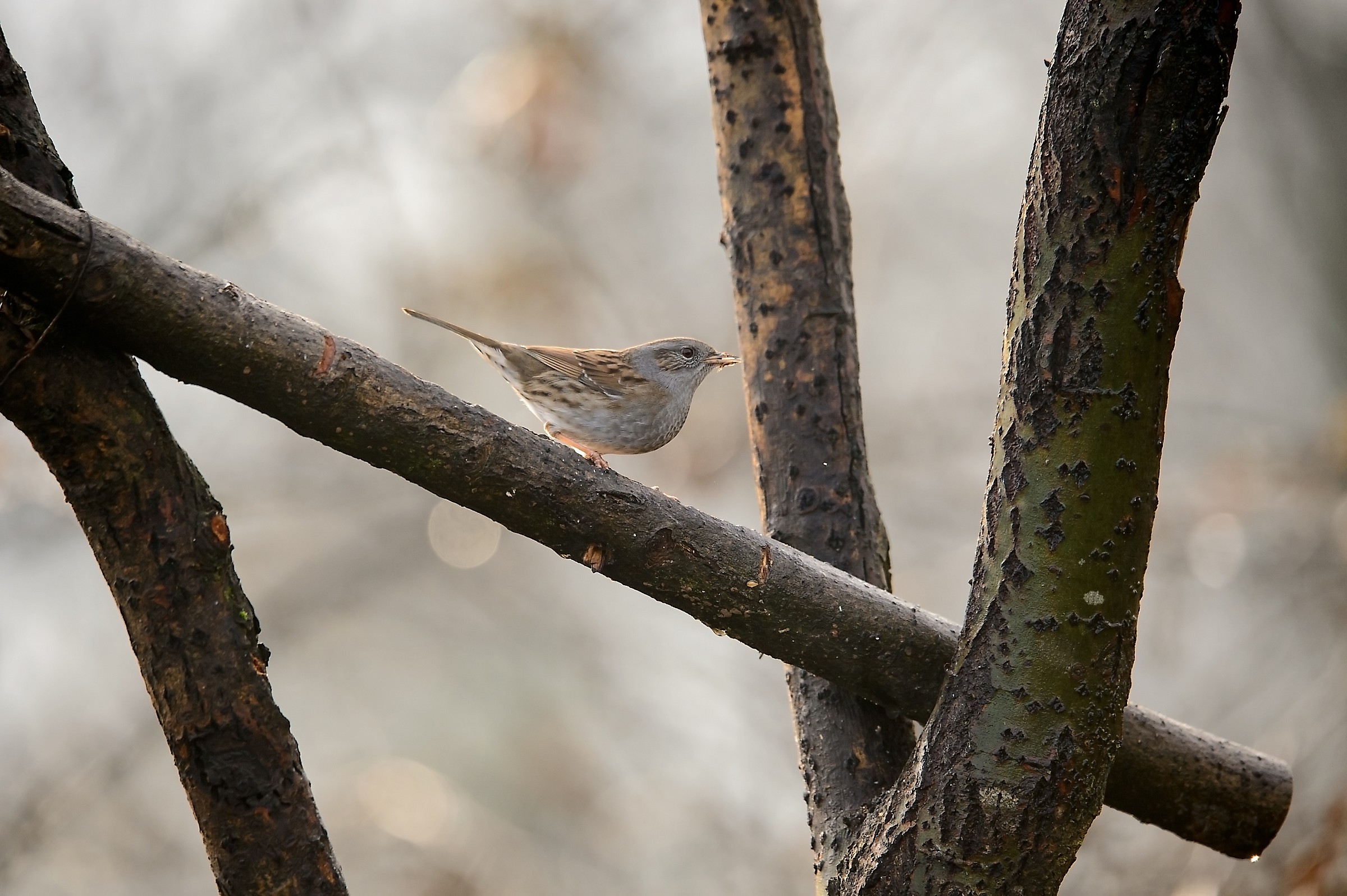 Il rosso e i suoi amici in una mattina d'inverno