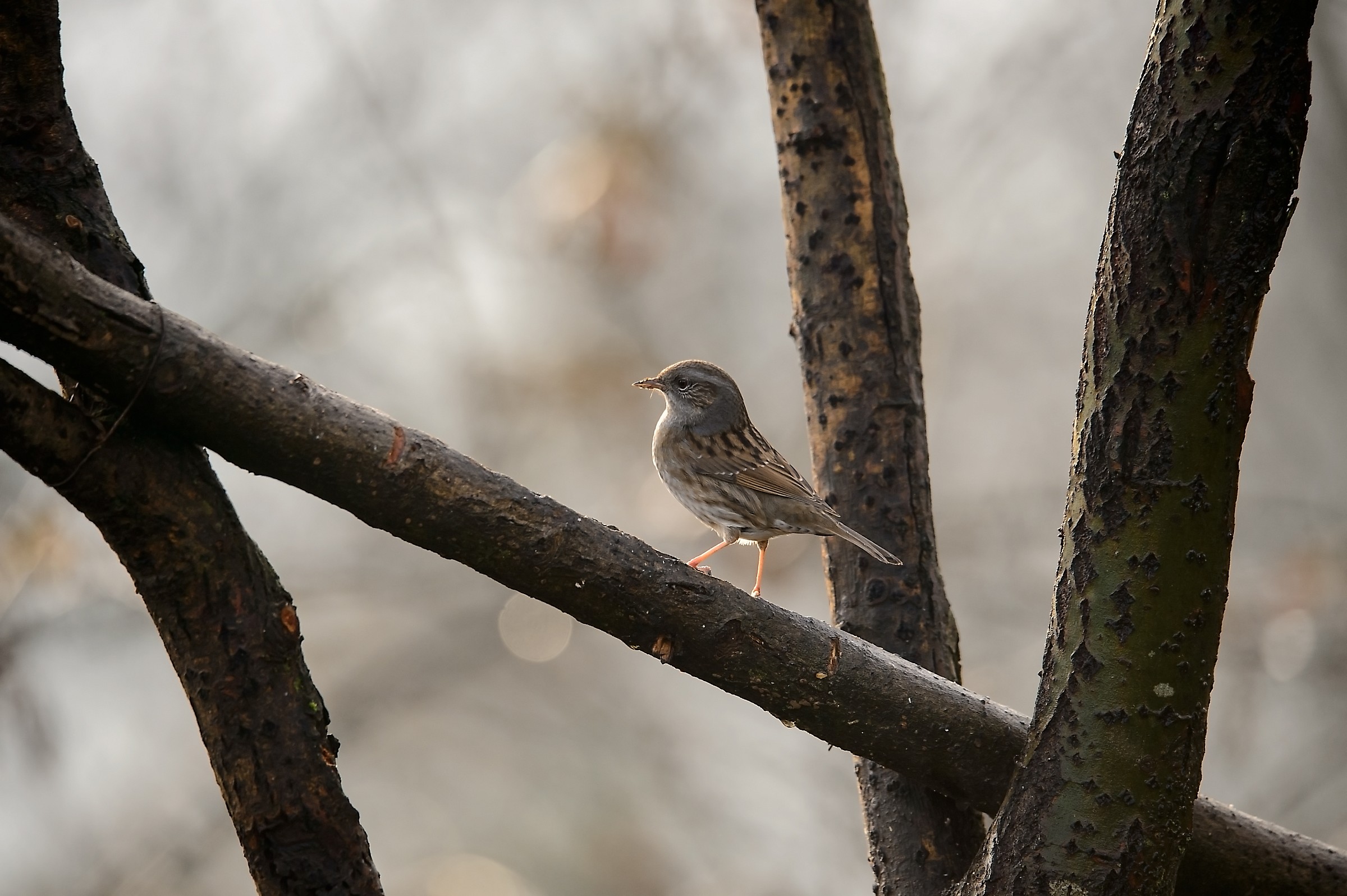 The red and her friends on a winter morning