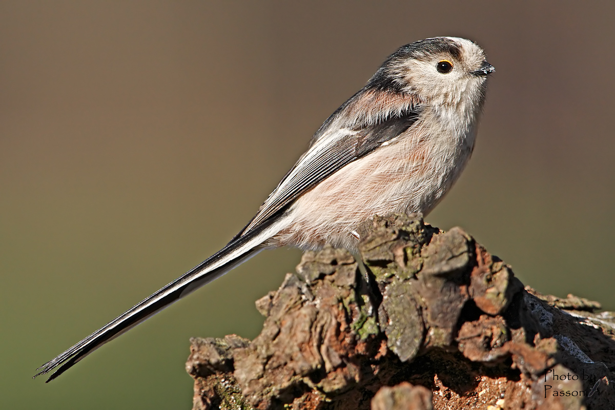 Codibugnolo no crop!