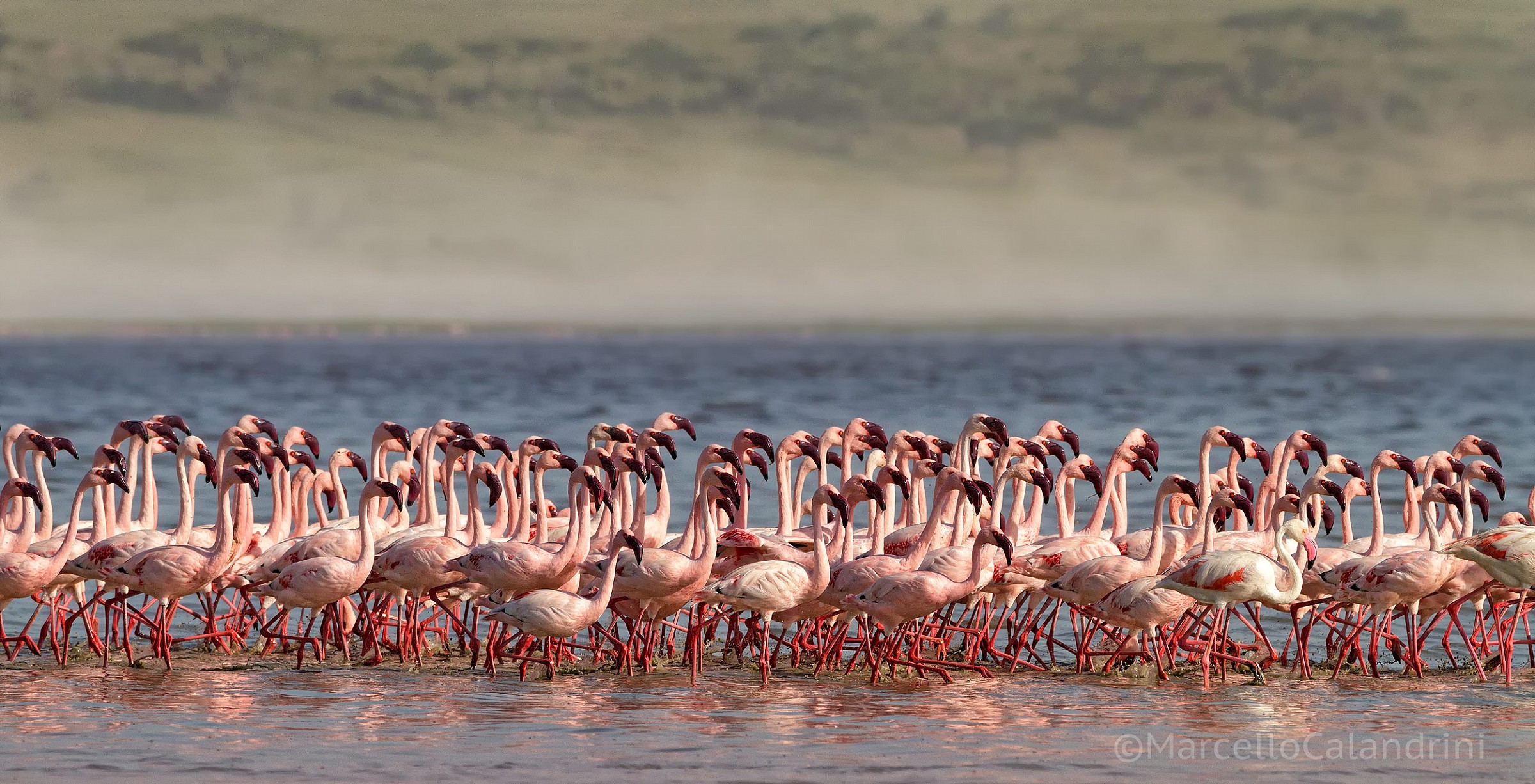 Lesser flamingos.  Trova l'intruso....