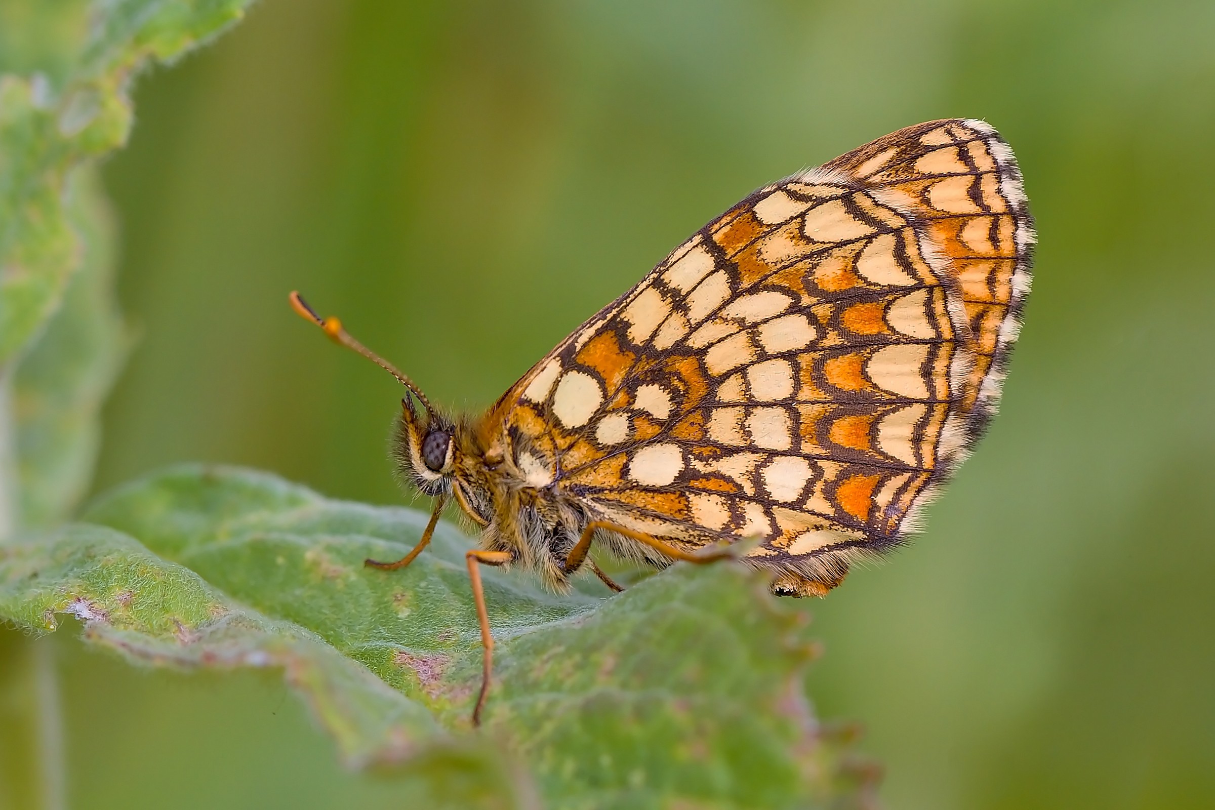 Melitaea athalia