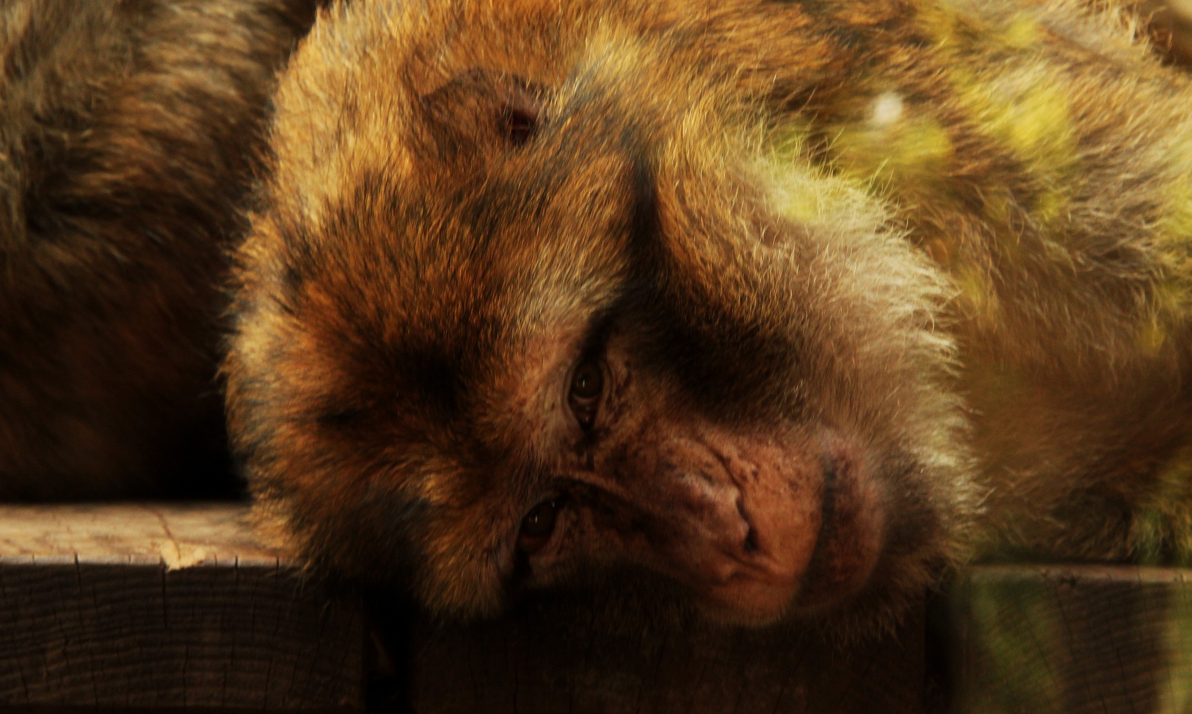 The sadness of the Zoo ...