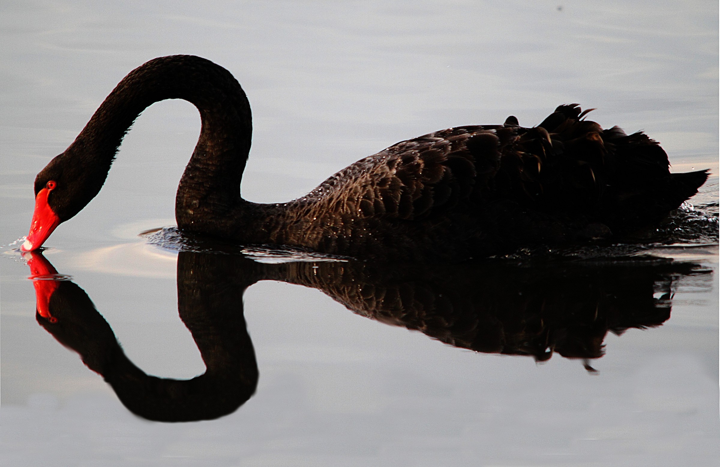 The Black Swan