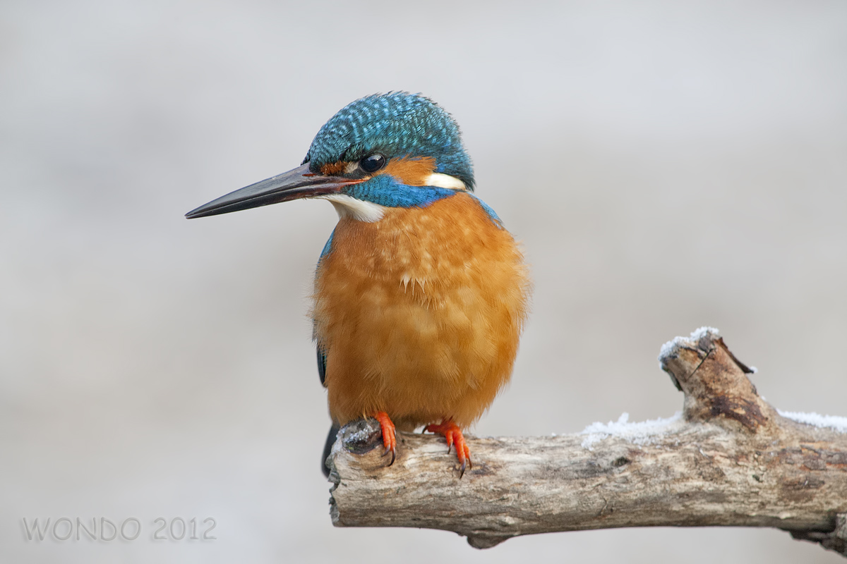 Kingfisher (Alcedo atthis)