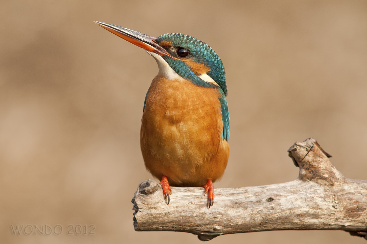Martin Pescatore2 (Alcedo atthis)