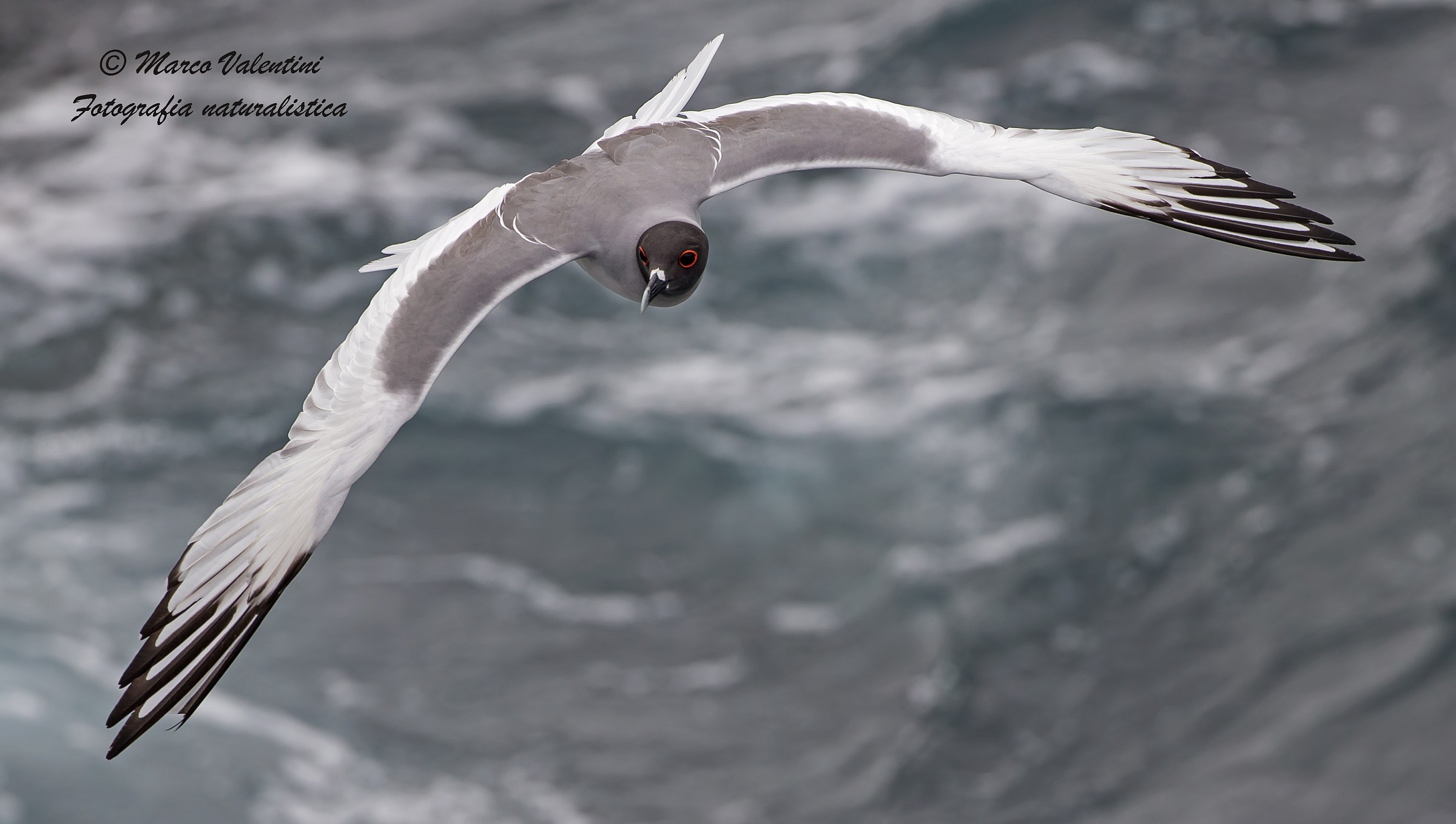 Coda di rondine in volo