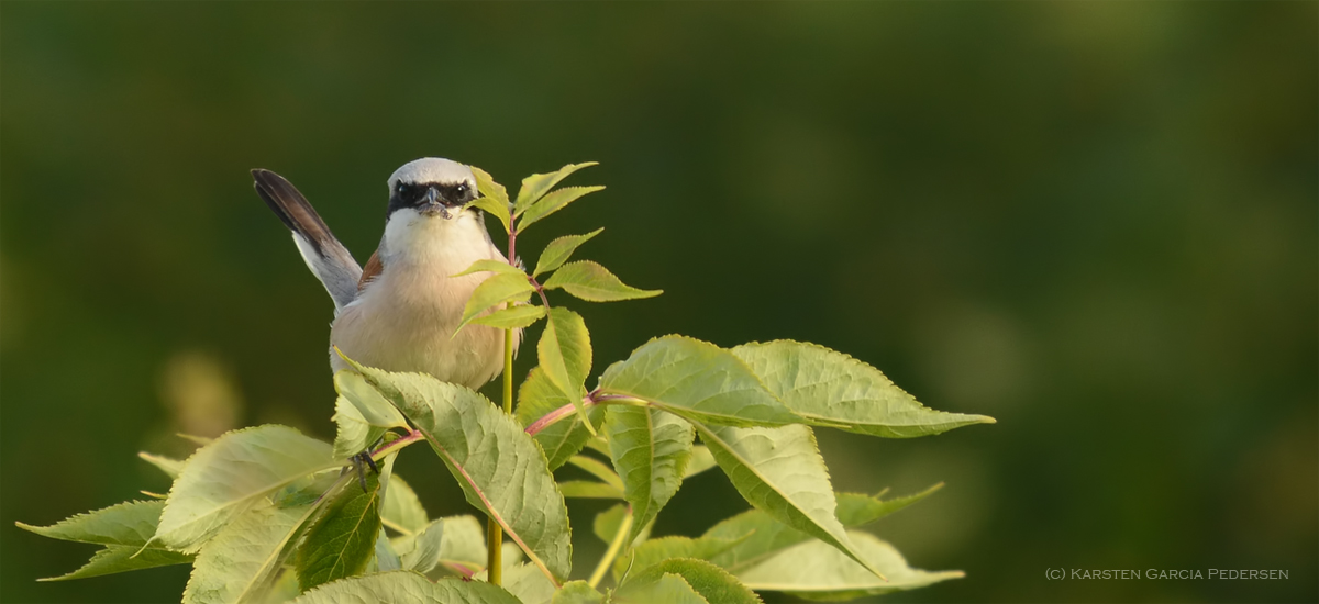 Red Backed Shrike