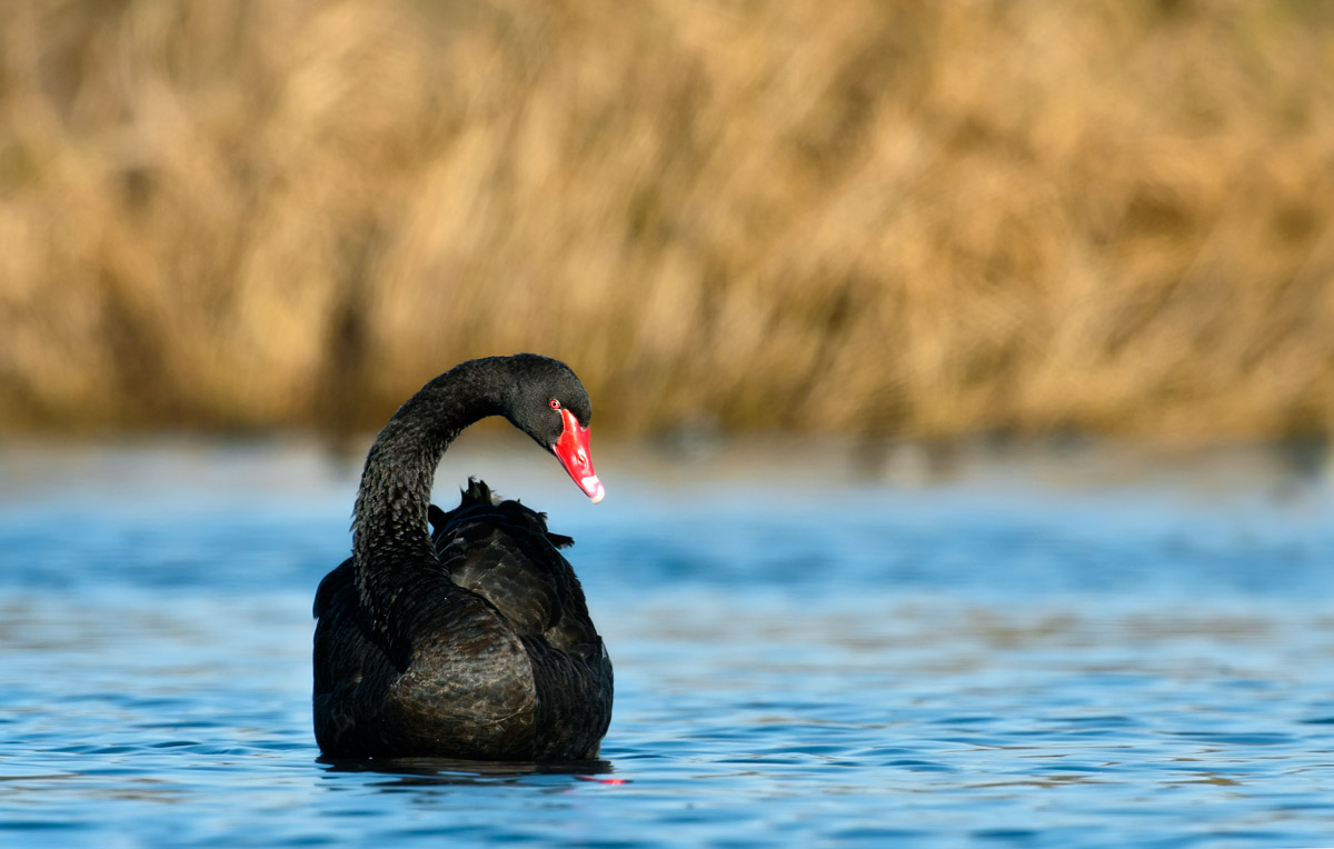 Black Swan