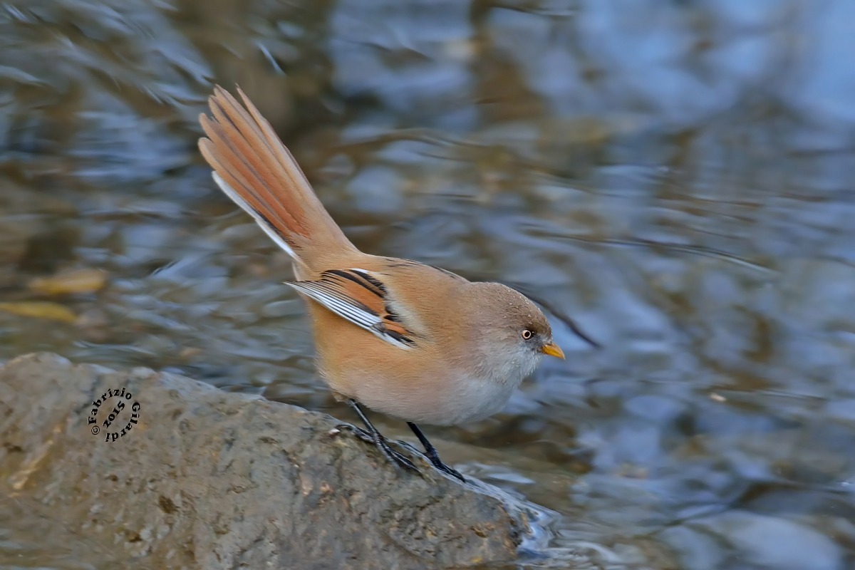 Basettino female (Bearded reedling)