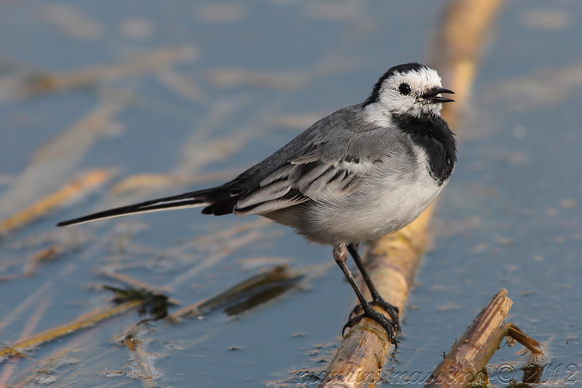 ballerima bianca (Motacilla alba alba)