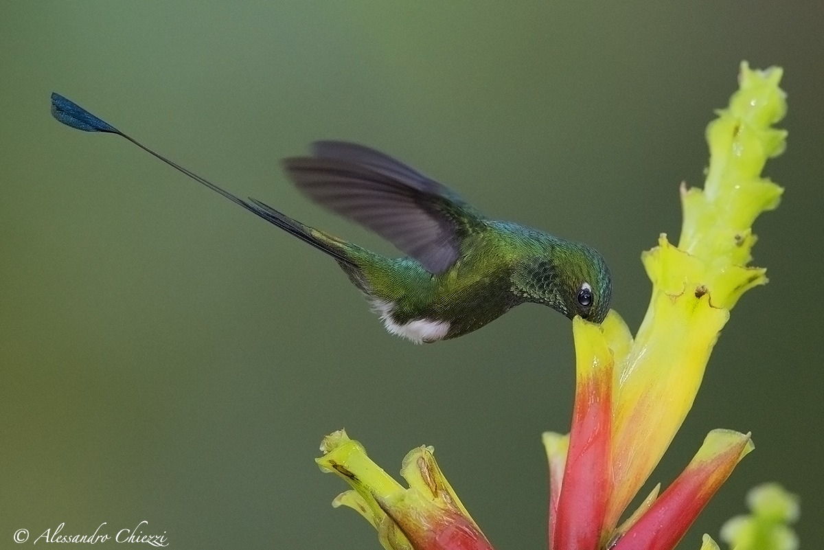 Colibrì coda a racchetta di underwood